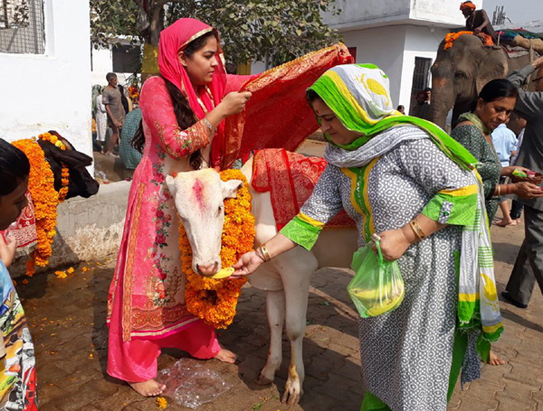 Devotees performing rituals on the occasion of Gopal Ashtami at Gao Shalla Jammu. - Excelsior/Rakesh Devotees performing rituals on the occasion of Gopal Ashtami at Gao Shalla Jammu. - Excelsior/Rakesh