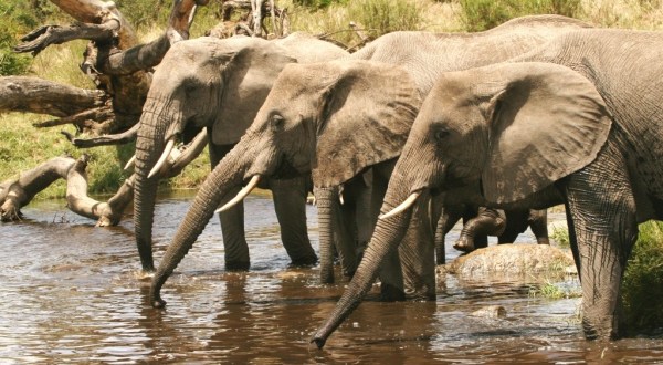 african-tourism-alarmed-by-rhino-elephant-losses-1