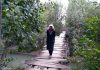 An elderly woman walks over a makeshift bridge at Warbagh in Pulwama. — Excelsior/Younis Khaliq