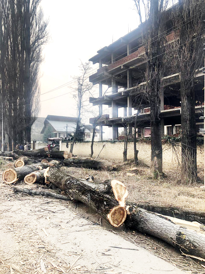 Popular trees axed illegally along National Highway in North Kashmir's Baramulla district. -Excelsior/Aabid Nabi Popular trees axed illegally along National Highway in North Kashmir's Baramulla district. -Excelsior/Aabid Nabi
