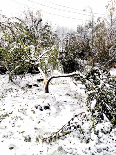 Apple trees damaged due to snowfall at Hirapora Shopian. - Excelsior Younis Khaliq Apple trees damaged due to snowfall at Hirapora Shopian. - Excelsior Younis Khaliq
