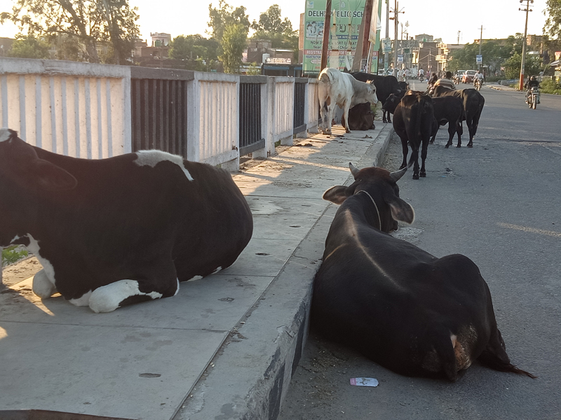 Stray cattle on city road causing inconvenience to public in Kathua. —Excelsior/ Pardeep Stray cattle on city road causing inconvenience to public in Kathua. —Excelsior/ Pardeep