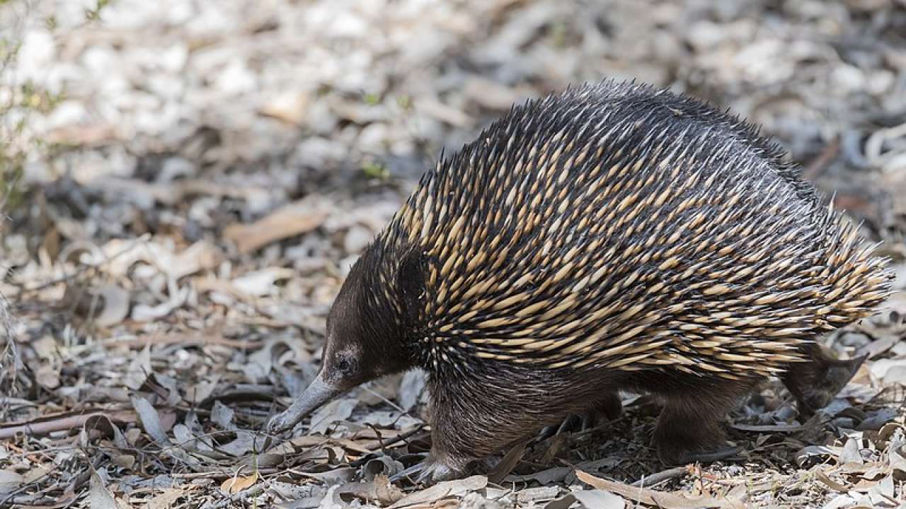 816781-800px-short-beakedechidnainanbg