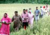 Farmers passing through wheat fields to cast their votes at a polling station in village Mawa Karora near Akhnoor town in Jammu district. -Excelsior/Rakesh
