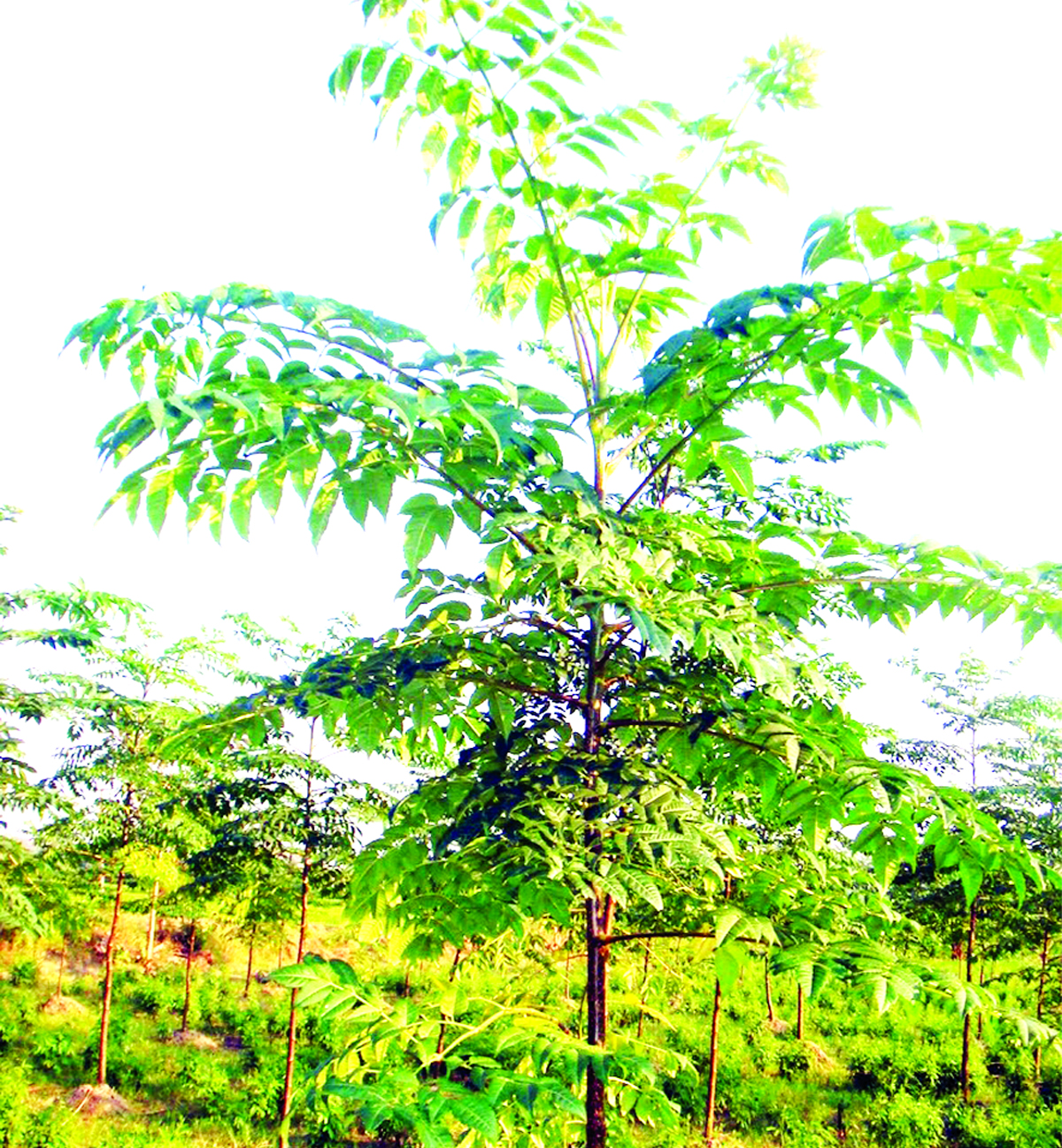 Malabar Neem A boon for farmers in Jammu - Jammu Kashmir Latest News