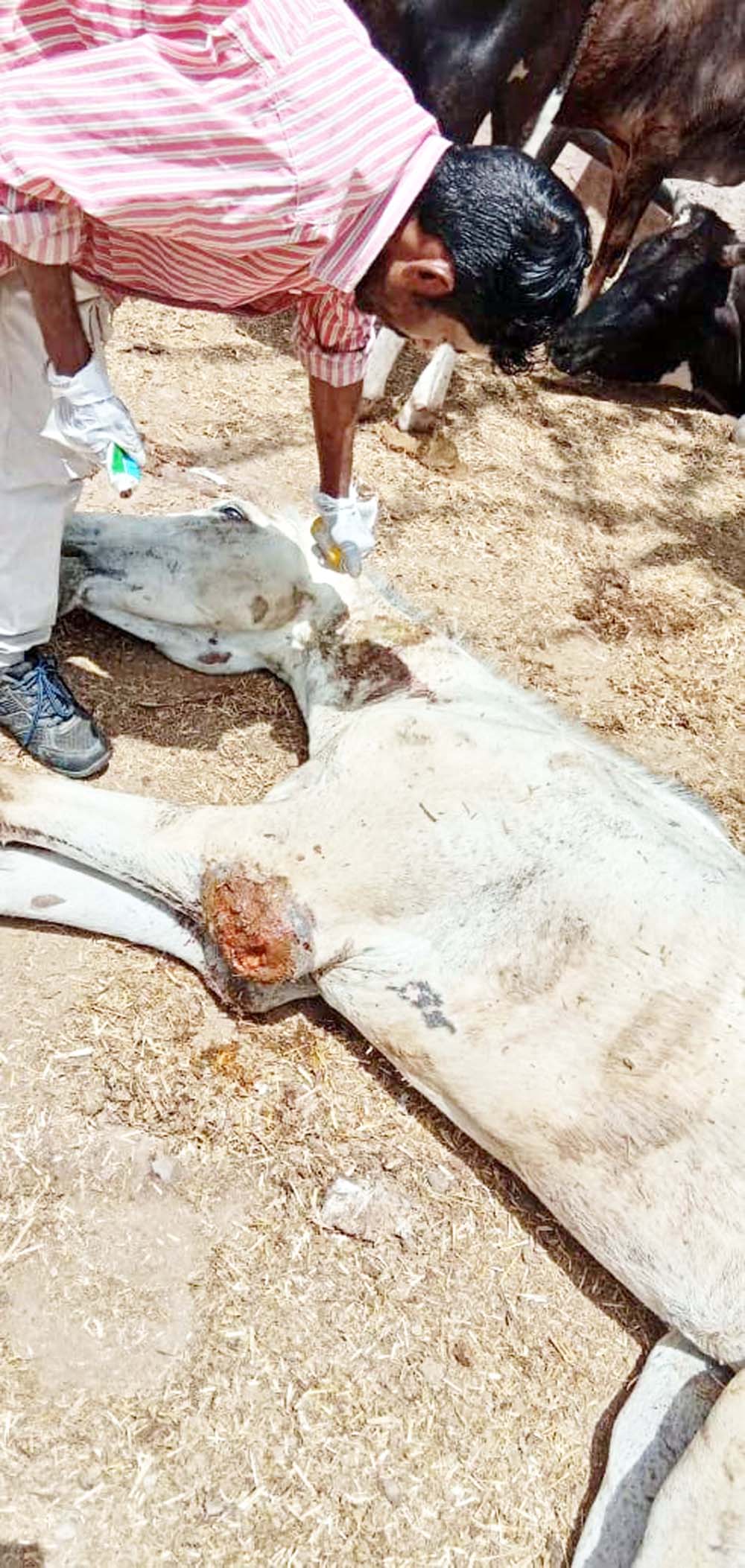 An animal fallen unconscious due to scorching heat. An animal fallen unconscious due to scorching heat.