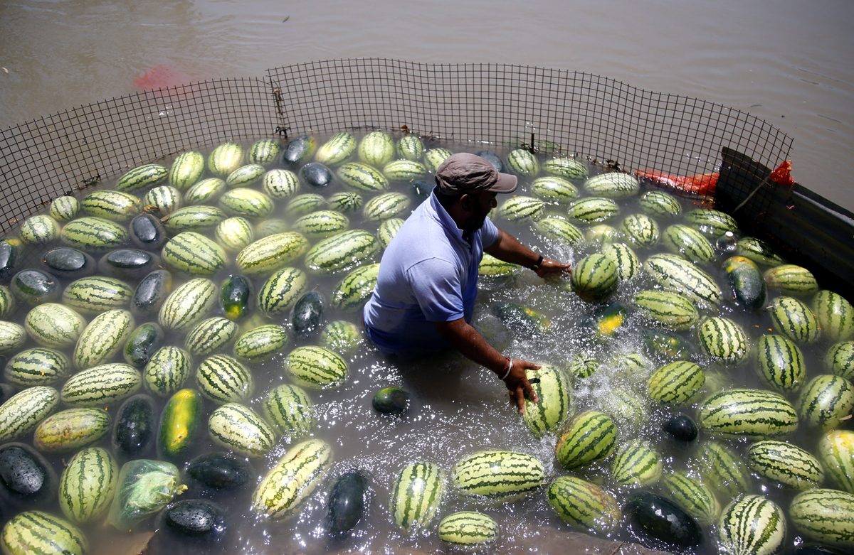 Vendor cools himself and his watermelons at a canal as he waits for customers on a hot afternoon in Jammu on Monday. —Excelsior/Rakesh Vendor cools himself and his watermelons at a canal as he waits for customers on a hot afternoon in Jammu on Monday. —Excelsior/Rakesh