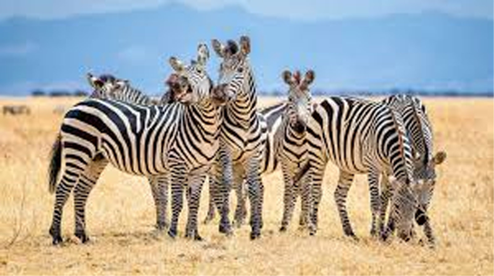 How zebras use their stripes to stay cool Jammu Kashmir Latest News