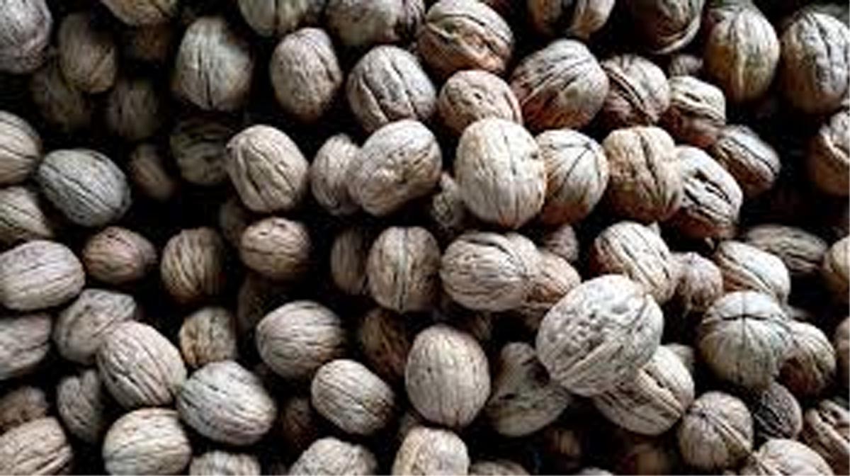 Handful of walnuts a day can keep diseases at bay Jammu Kashmir