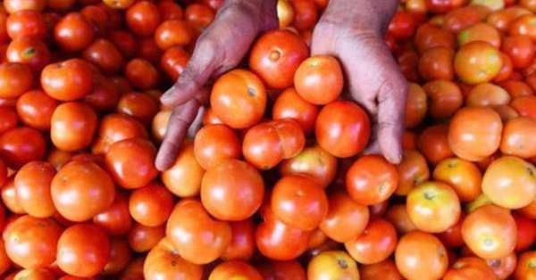 Centre Plans Tomato Procurement From Key Growing States As Prices Skyrocket Centre Plans Tomato Procurement From Key Growing States As Prices Skyrocket