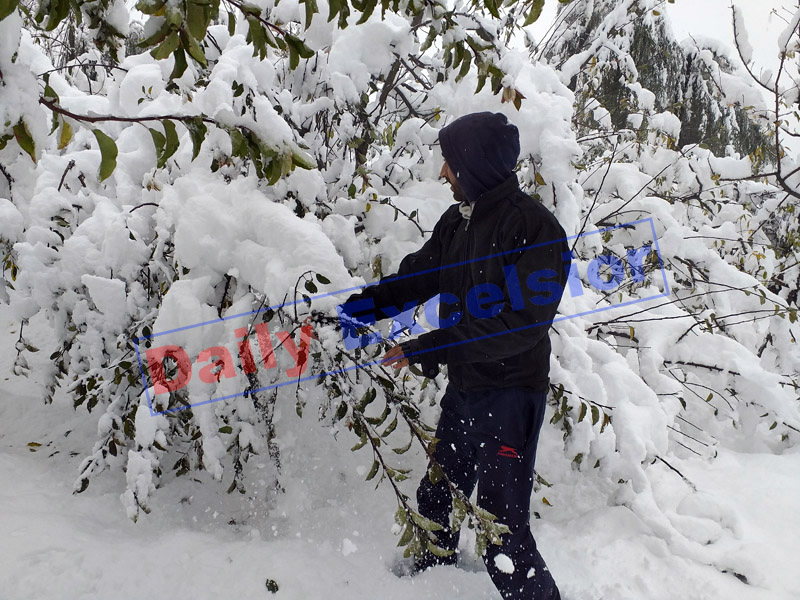 An orchard damaged in snowfall in Anantnag. —Excelsior/Sajad Dar An orchard damaged in snowfall in Anantnag. —Excelsior/Sajad Dar