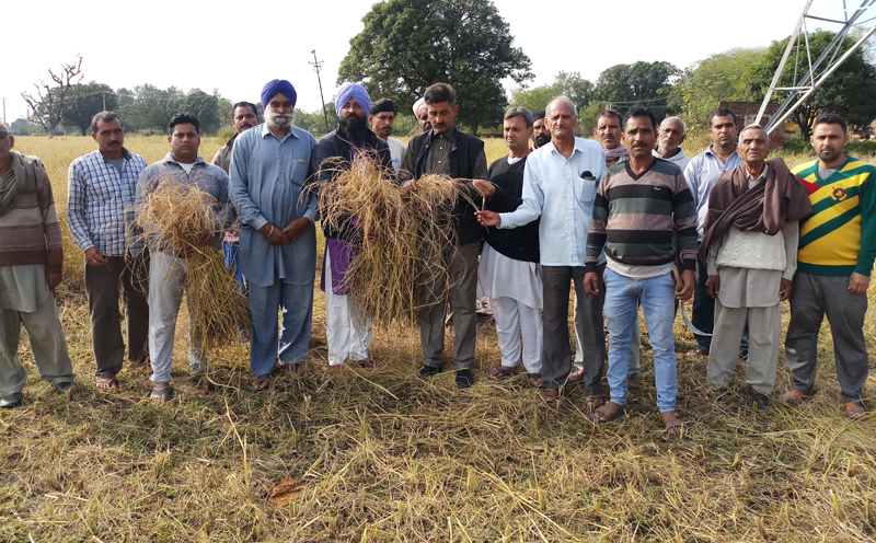 Farmers showing damaged crop in a Samba Village. Farmers showing damaged crop in a Samba Village.