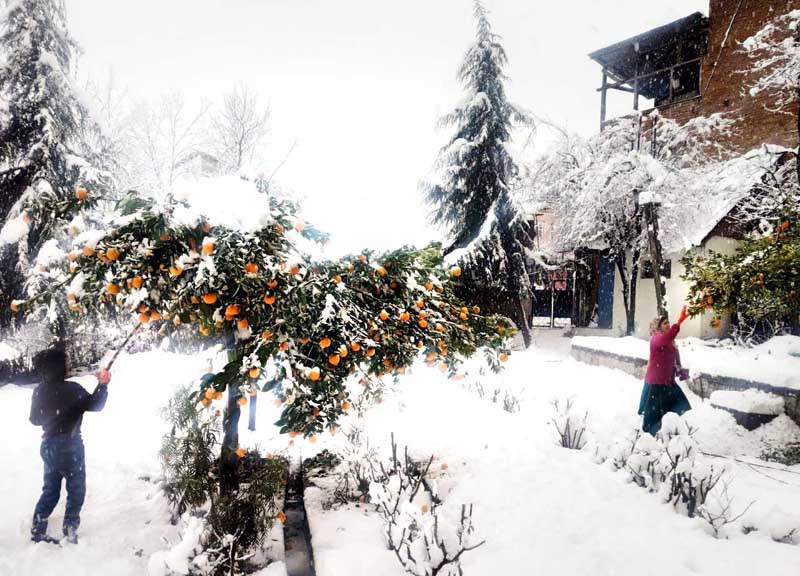 People collecting left over fruits from the trees in Bhaderwah area. -Excelsior/Tilak Raj People collecting left over fruits from the trees in Bhaderwah area. -Excelsior/Tilak Raj