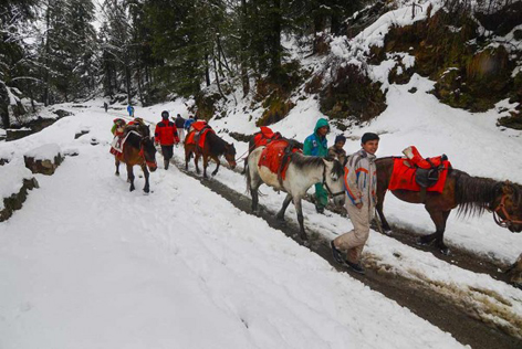 People along with their ponies walk on a snow-covered road after fresh snowfall at Kufri in Shimla. People along with their ponies walk on a snow-covered road after fresh snowfall at Kufri in Shimla.