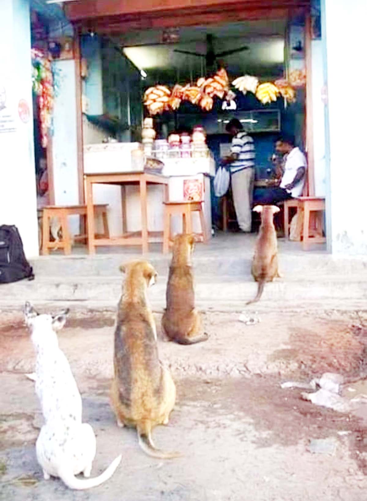 Stray dogs awaiting for food outside a shop.