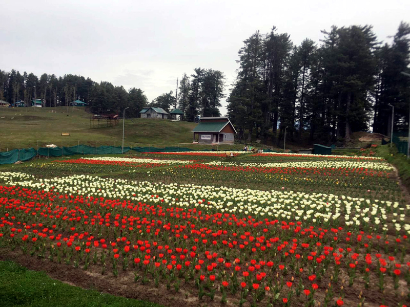 Jammu flower, Sanasar Tulip Gardens wear deserted look Jammu Kashmir