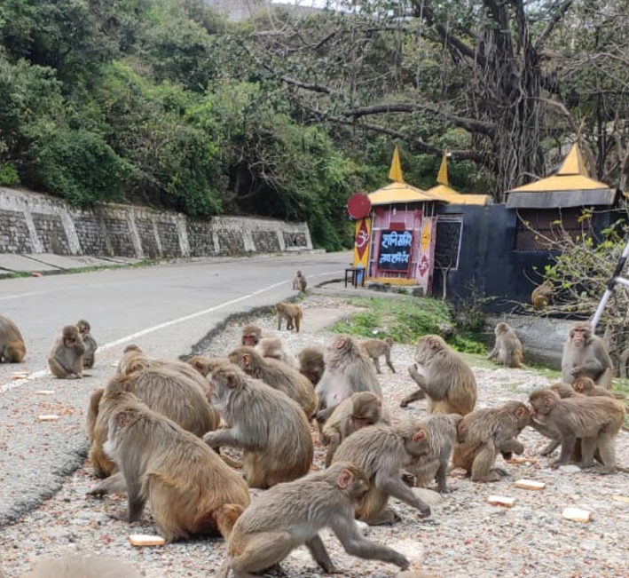 Monkeys being fed by local youth during lockdown time in Katra. Monkeys being fed by local youth during lockdown time in Katra.