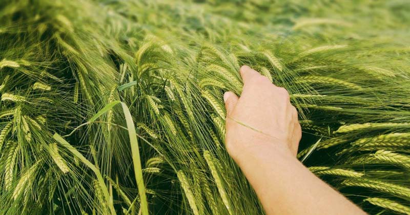 Now, land for developmental works to be