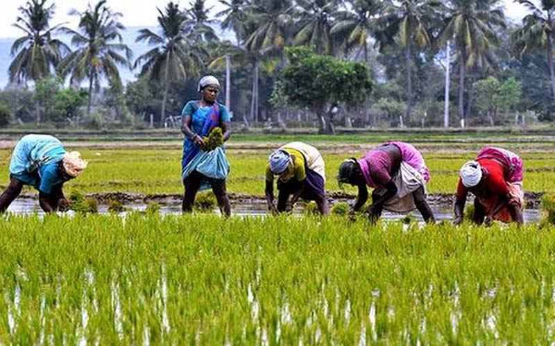 J&K Govt clears draft bill on marketing of agricultural produce