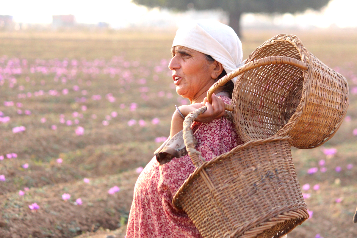 A woman in her saffron fields in South Kashmir’s Pampore area