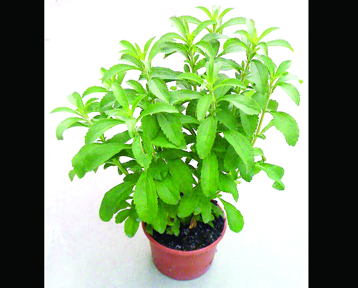 stevia-edulcorante copy