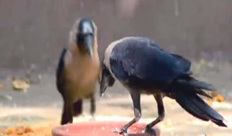 Baramulla reports first case of Avian Influenza