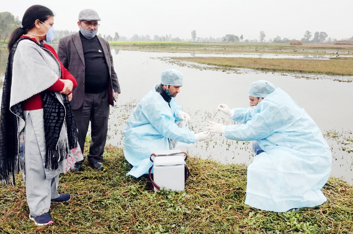 A team of doctors collecting samples of bird droppings at Gharana Wetland in Suchetgarh area of Jammu. A team of doctors collecting samples of bird droppings at Gharana Wetland in Suchetgarh area of Jammu.
