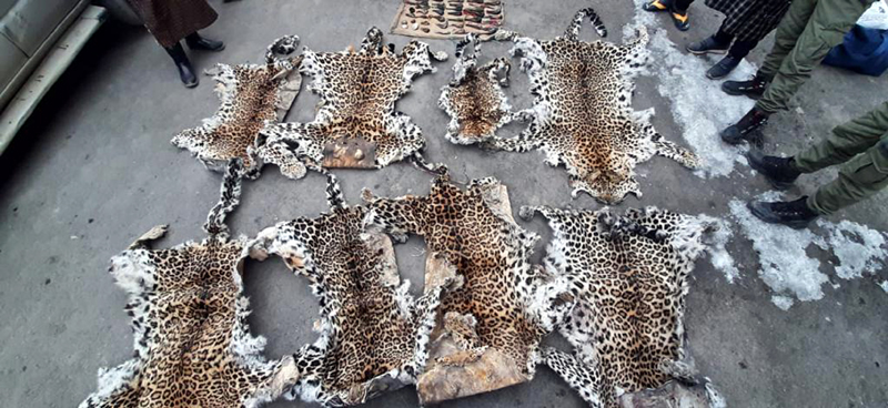 Leopard skins and other wildlife items seized in Anantnag. -Excelsior/Sajjad Dar Leopard skins and other wildlife items seized in Anantnag. -Excelsior/Sajjad Dar