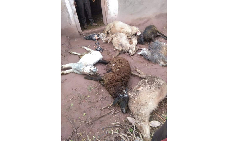 Carcasses of sheep and chicken lying in animal shed after attack by leopard in Panchari village. Carcasses of sheep and chicken lying in animal shed after attack by leopard in Panchari village.