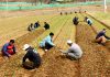 Gardeners busy preparing Tulip beds in Tulip garden Srinagar set to be thrown open for public shortly. —Excelsior/Shakeel