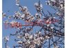 Almond flowers in bloom at Badamwari in Srinagar. —Excelsior/Shakeel