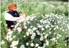 A farmer works in a flowers field at village Marh in Jammu. —Excelsior/Rakesh