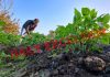 Farmer works in a potato field on the outskirts of Jammu. —Excelsior/Rakesh