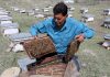 A man checks beehive full of honeybees at a farm on the outskirts of Jammu. -Excelsior/Rakesh