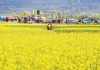 Mustard fields in full bloom in Srinagar. —Excelsior/Shakeel