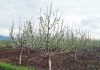 Apple trees are in bloom in South Kashmir. —Excelsior/Younis Khaliq
