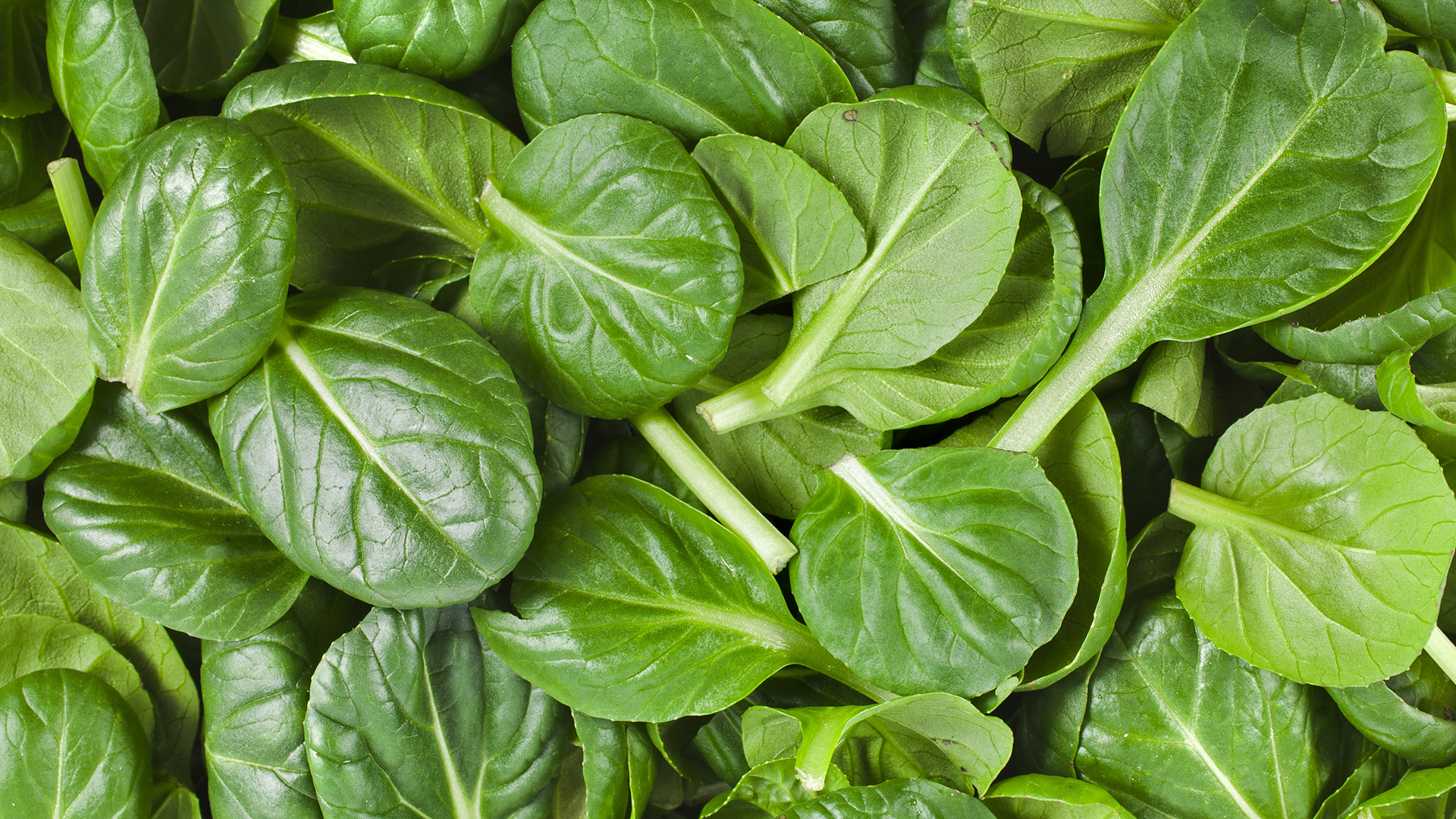 spinach-fun-facts1