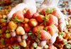 A farmer shows strawberries before packing them after harvesting in Srinagar. Excelsior/Shakeel