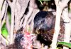 Black sparrow feeding babies..... -Excelsior/Rakesh