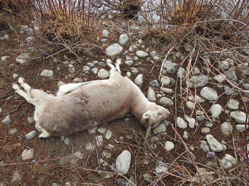 Blue sheep killed by poachers. —Excelsior/Morup Stanzin Blue sheep killed by poachers. —Excelsior/Morup Stanzin