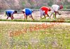 Labourers plant paddy saplings in a field at a border village of Arnia in Jammu district. —Excelsior/Rakesh