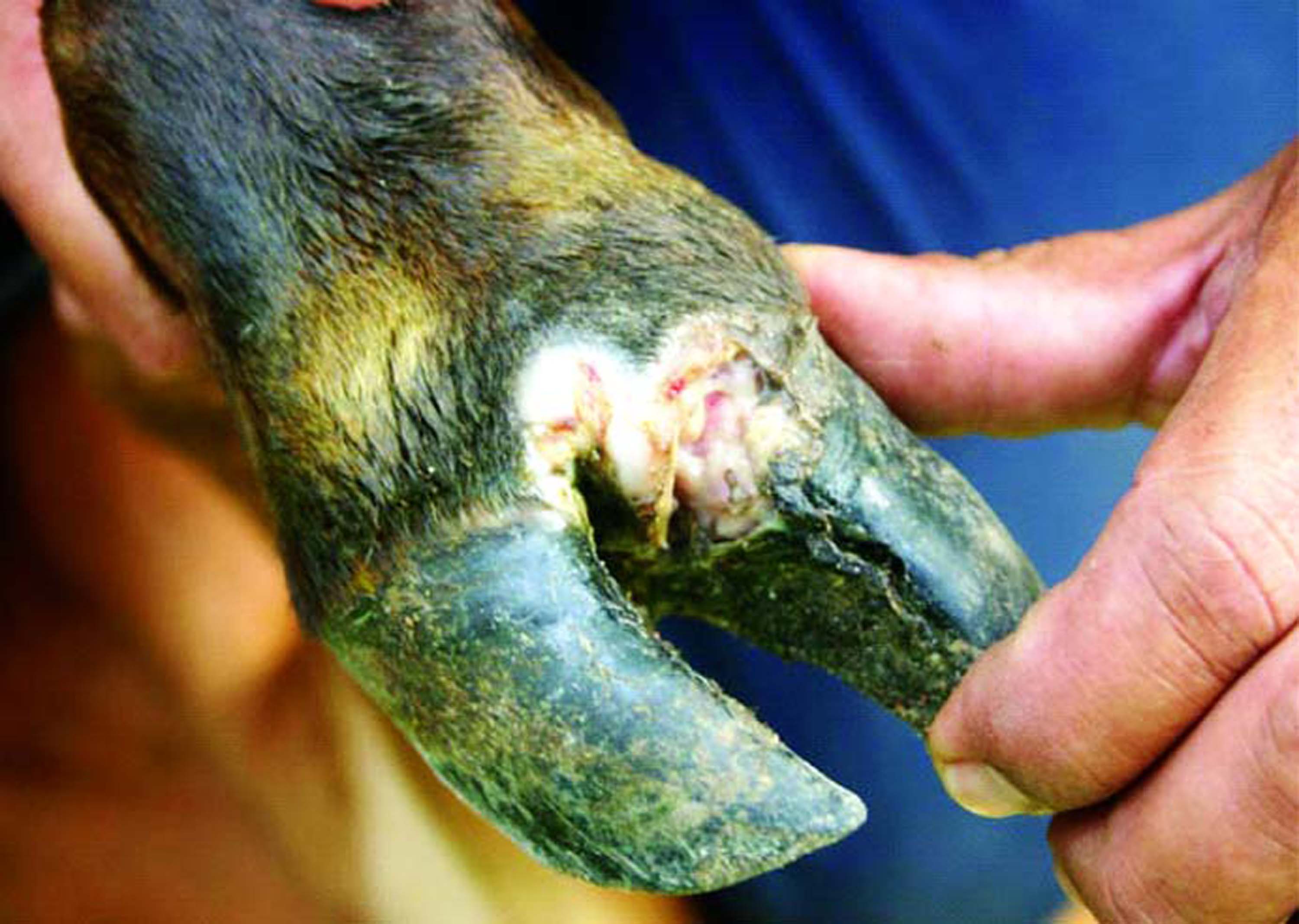 F & M disease in Livestock