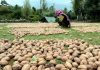 Farmers spread famous Kashmiri Walnuts to dry as harvesting of the crop begins in various parts of the Valley.(UNI)