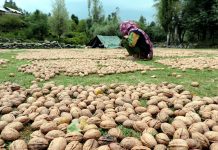 Farmers spread famous Kashmiri Walnuts to dry as harvesting of the crop begins in various parts of the Valley.(UNI)