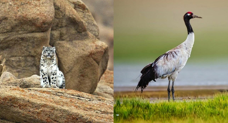 Snow leopard, crane declared Ladakh’s state animal, bird - Jammu