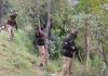 Troops during searches in Bhatta Durrian forests of Mendhar on Sunday. —Excelsior/Rahi Kapoor