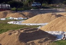 Paddy crop lying under open sky near FCI procurement centre at Kathua. —Excelsior/ Pardeep