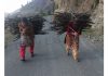 As the temperature drops and harsh winter sets in, women in Bhaderwah carry firewood to their houses. -Excelsior/Tilak Raj