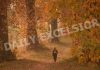 A girl walks on Chinar leaves during the autumn season in Nishat Garden in Srinagar. —Excelsior/Shakeel
