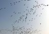 A flock of Bar-headed geese flying over a swamp as migratory birds arrive in R S Pura area in Jammu (UNI)